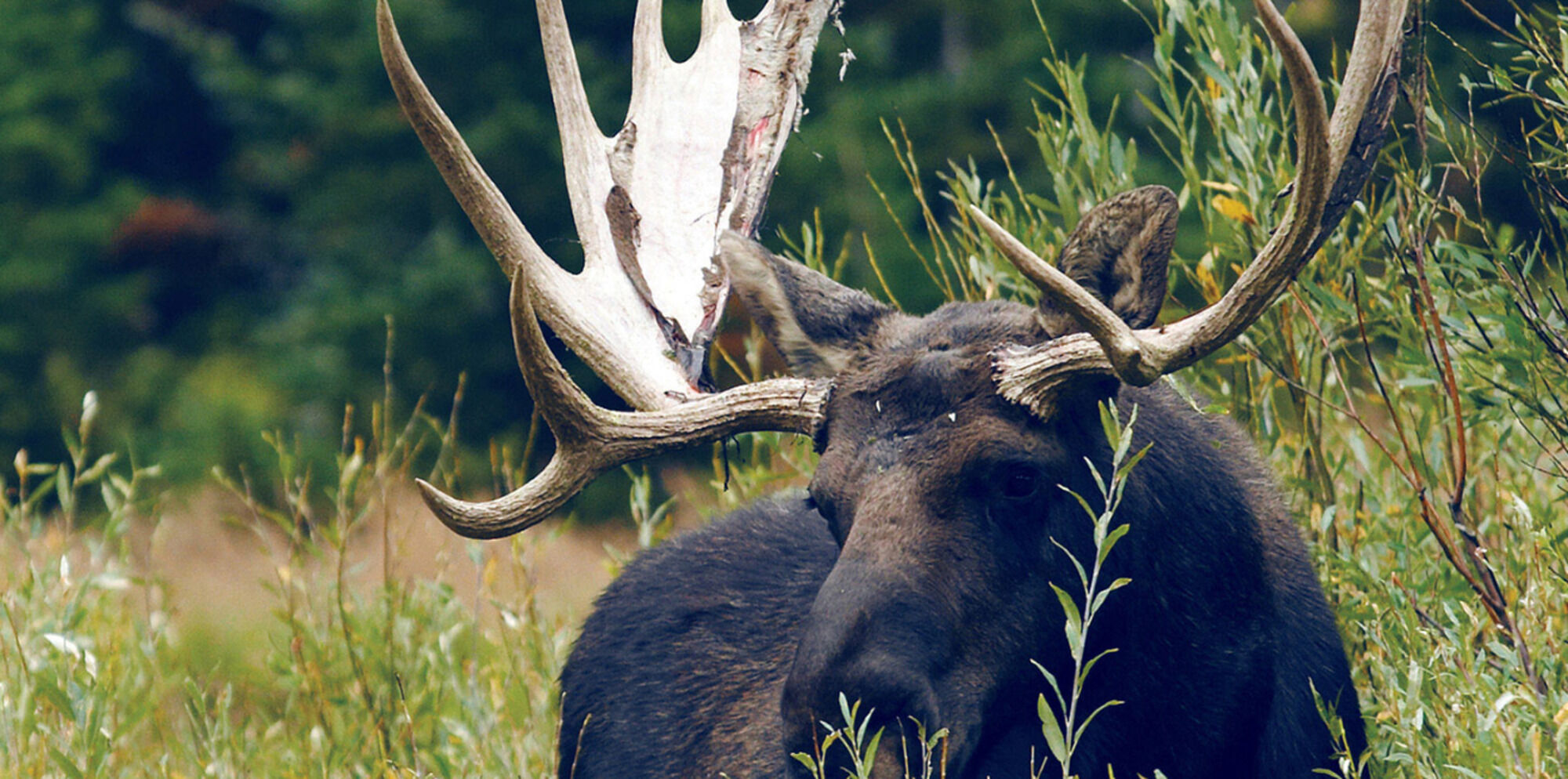 Jackson Hole Lodge Ngoại thất bức ảnh